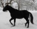 koně zima 2010 (6)web